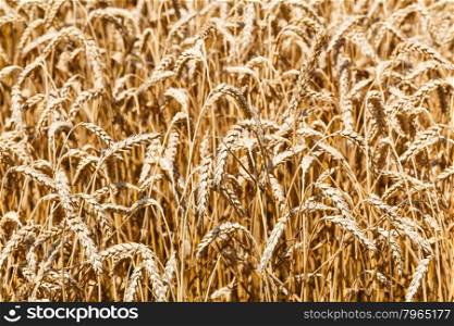 ears of ripe wheat close up in field in summer day