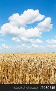 ears of ripe wheat in country field under blue sky with white clouds