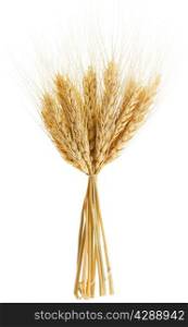 Ears of ripe wheat isolated on white background