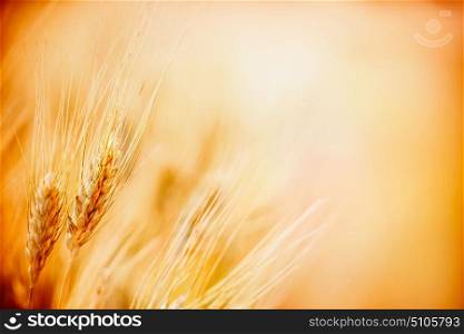 Ears of ripe wheat on Cereal field, close up, outdoor