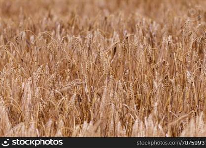 Ears of ripe wheat. Wheat field.