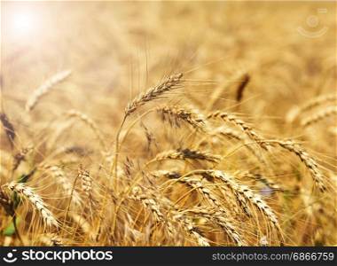Ears of ripe yellow wheat in the sun