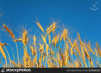 Ears of wheat against background of sky