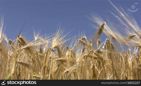 Ears of wheat against blue sky.
