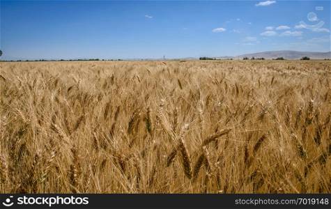 ears of wheat and cloudy blue sky