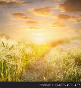 Ears of wheat at sunset against beautiful sky , nature background, selective focus