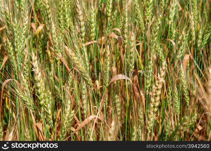 Ears of wheat. Golden ears of wheat on the field.