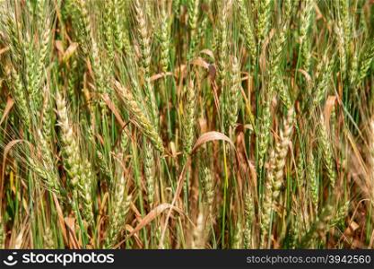 Ears of wheat. Golden ears of wheat on the field.