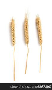 ears of wheat isolated on white background