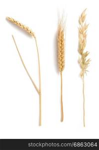 ears of wheat, oat and barley isolated on white background