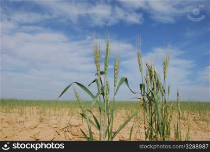 Ears of wheat on a background of the dry ground and the cloudy sky