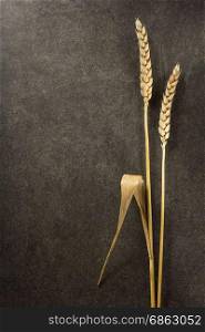 ears of wheat on black background texture