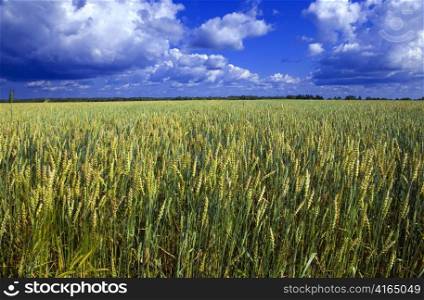 Ears of wheat on sky background