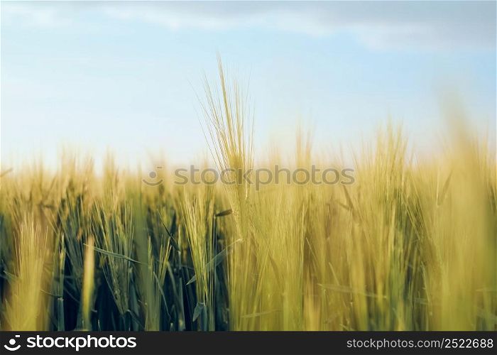 Ears of young green rye in the field. Rural landscapes in sunset sunlight against a blue sky, selective soft focus, shallow depth of field.