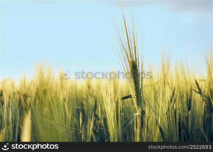 Ears of young green rye in the field. Rural landscapes in sunset sunlight against a blue sky, selective soft focus, shallow depth of field.