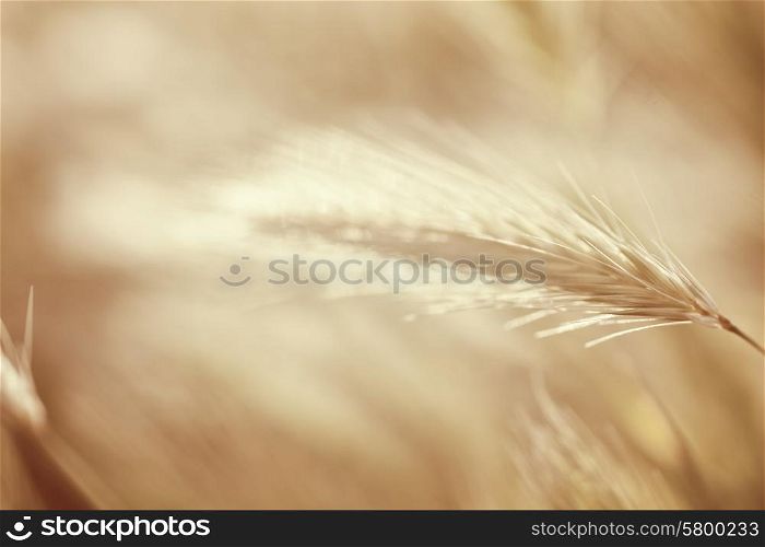 Ears young wheat in the sunlight closeup