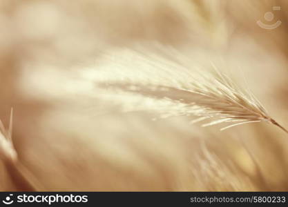 Ears young wheat in the sunlight closeup