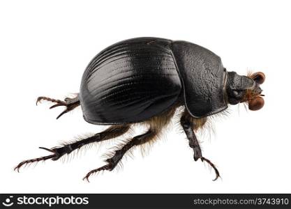 earth-boring dung beetle species Geotrupes stercorarius in high definition with extreme focus and DOF (depth of field) isolated on white background. earth-boring dung beetle species Geotrupes stercorarius