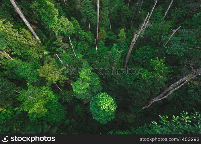 Earth Day concept with tropical forest background, natural sence with canopy tree in the wild