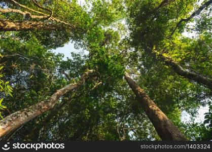 Earth Day concept with tropical forest background, natural sence with canopy tree in the wild