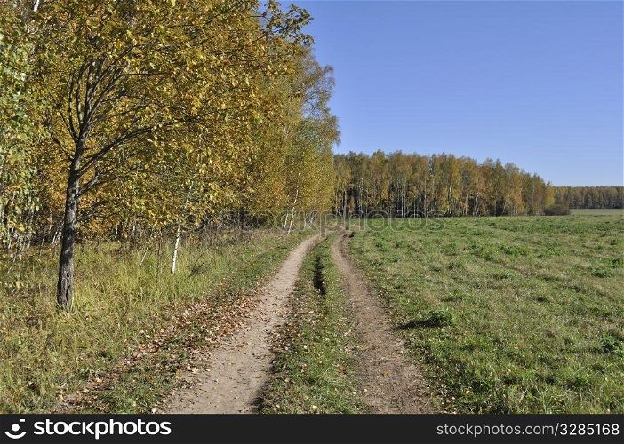 Earth road between birch forest and meadow in autumn