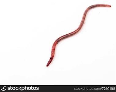 Earthworm, Lumbricus terrestris, in front nature of white background