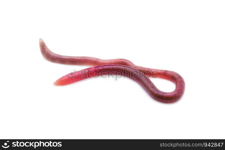 earthworm on white background