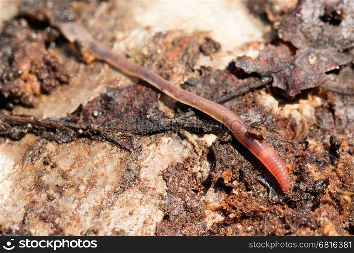 Earthworms on a piece of wood, macro photo, selective focus