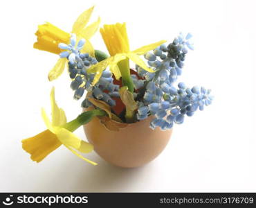 Easter arrangement: Spring flowers in egg shell on white background