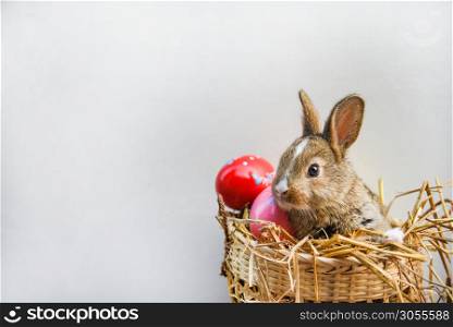 Easter bunny and Easter eggs on gray background / Little brown rabbit sitting in basket nest and colorful eggs decorated in festive