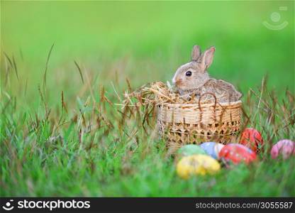 Easter bunny and Easter eggs on green grass outdoor / Little brown rabbit sitting basket nest and colorful eggs on field spring meadow