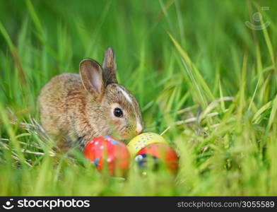 Easter bunny and Easter eggs on green grass outdoor / Little brown rabbit sitting and colorful eggs on field spring meadow