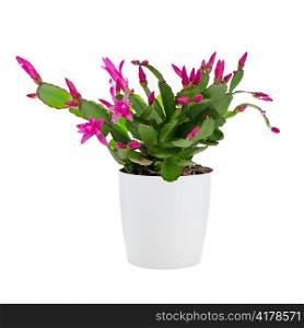Easter Cactus (Rhipsalidopsis cactus) in a white flowerpot on white background.