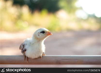 Easter concept, Cute small chicks In nature, the soft sunlight in the morning