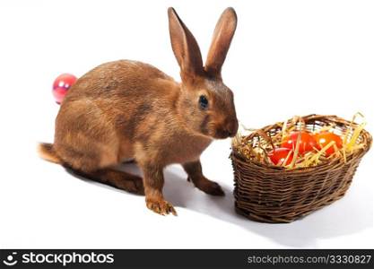 Easter; Easter bunnies with easter eggs and basket