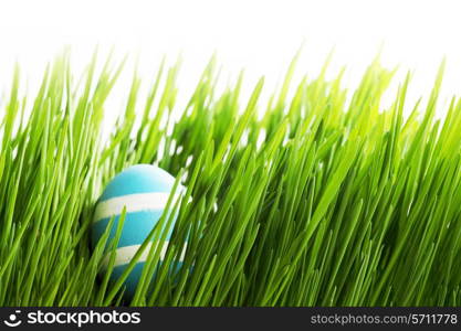 Easter Egg in fresh green grass isolated on white background