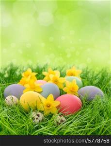 easter eggs and daffodils flowers in grass over green blurred background