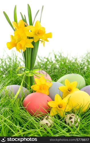 easter eggs and daffodils flowers in green grass over white background
