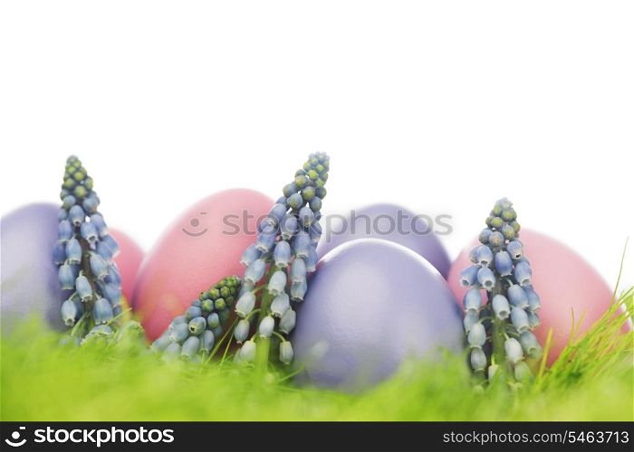 Easter eggs and flowers in fresh green grass isolated on white
