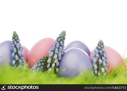Easter eggs and flowers in fresh green grass isolated on white