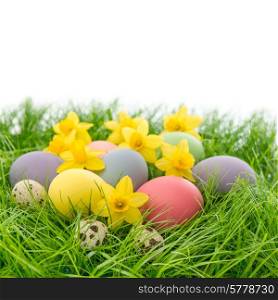 easter eggs and narcissus flowers in green grass over white background with space for your text