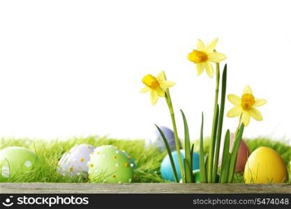 Easter eggs and narcissus flowers isolated on white background