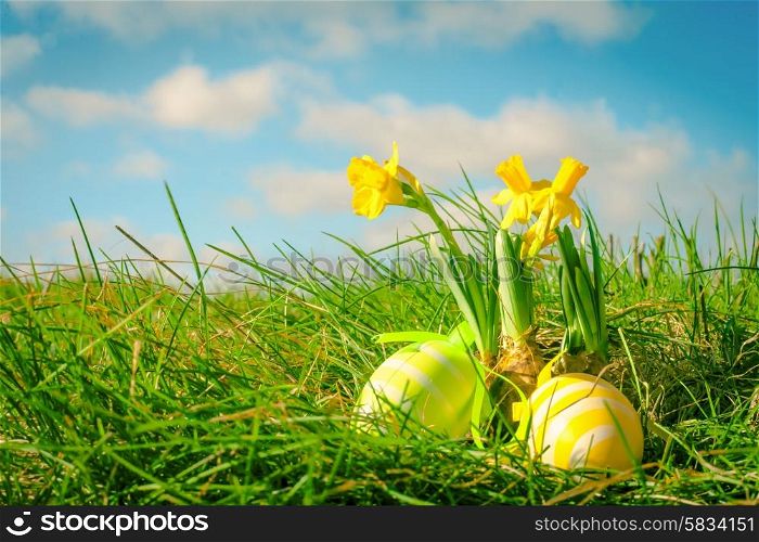 Easter eggs and yellow daffodils in green grass