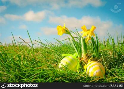 Easter eggs and yellow daffodils in green grass