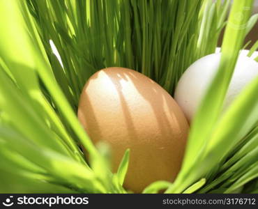 Easter eggs in very bright green fresh grass