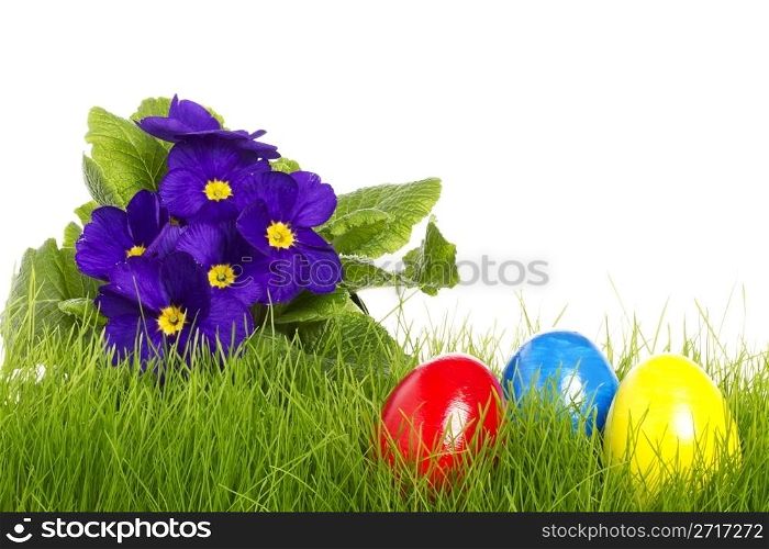 easter eggs with a purple primula. easter eggs with a purple primula on white background