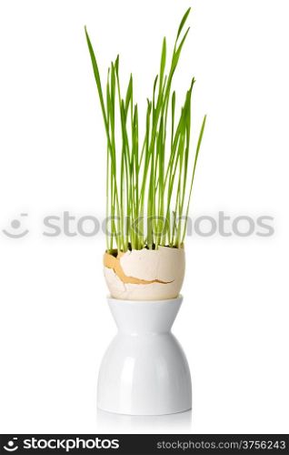 Easter green grass in shell eggs on white background. Art concept