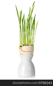 Easter green grass in shell eggs on white background. Art concept