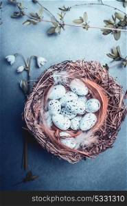 Easter greeting card with nest of bird eggs and spring twigs and flowers. Blue toned, top view