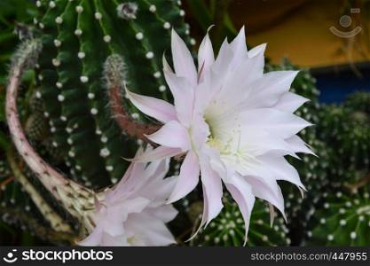 Easter lily cactus with flowers 3